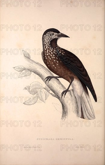 Nucifraga Hemispila, Himalayan Nutcracker. Birds from the Himalaya Mountains, engraving 1831 by Elizabeth Gould and John Gould. John Gould was working as a taxidermist,he was known as the 'bird-stuffer', by the Zoological Society. Gould's fascination with birds from the east began in the late 1820s when a collection of birds from the Himalayan mountains arrived at the Society's museum and Gould conceived the idea of publishing a volume of imperial folio sized hand-coloured lithographs of the eighty species, with figures of a hundred birds. Elizabeth Gould made the drawings and transferred them to the large lithographic stones. They are called Gould plates.