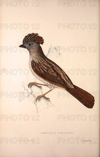 Garrulus Striatus, Striated Laughingthrush. Birds from the Himalaya Mountains, engraving 1831 by Elizabeth Gould and John Gould. John Gould was working as a taxidermist,he was known as the 'bird-stuffer', by the Zoological Society. Gould's fascination with birds from the east began in the late 1820s when a collection of birds from the Himalayan mountains arrived at the Society's museum and Gould conceived the idea of publishing a volume of imperial folio sized hand-coloured lithographs of the eighty species, with figures of a hundred birds. Elizabeth Gould made the drawings and transferred them to the large lithographic stones. They are called Gould plates.