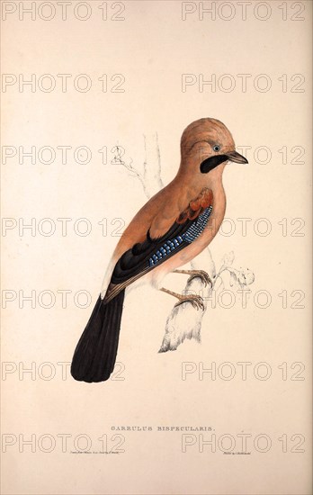 Garrulus Bispecularis, Himalayan Jay. Birds from the Himalaya Mountains, engraving 1831 by Elizabeth Gould and John Gould. John Gould was working as a taxidermist,he was known as the 'bird-stuffer', by the Zoological Society. Gould's fascination with birds from the east began in the late 1820s when a collection of birds from the Himalayan mountains arrived at the Society's museum and Gould conceived the idea of publishing a volume of imperial folio sized hand-coloured lithographs of the eighty species, with figures of a hundred birds. Elizabeth Gould made the drawings and transferred them to the large lithographic stones. They are called Gould plates.