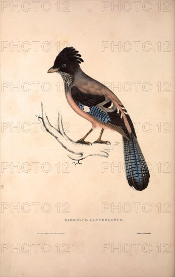 Garrulus Lanceolatus,  Black-headed Jay or Lanceolated Jay. Birds from the Himalaya Mountains, engraving 1831 by Elizabeth Gould and John Gould. John Gould was working as a taxidermist,he was known as the 'bird-stuffer', by the Zoological Society. Gould's fascination with birds from the east began in the late 1820s when a collection of birds from the Himalayan mountains arrived at the Society's museum and Gould conceived the idea of publishing a volume of imperial folio sized hand-coloured lithographs of the eighty species, with figures of a hundred birds. Elizabeth Gould made the drawings and transferred them to the large lithographic stones. They are called Gould plates.