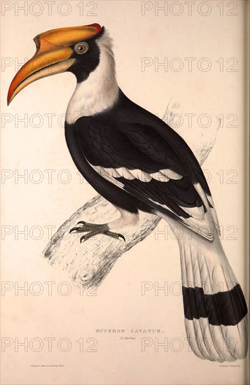 Buceros Cavatus,Concave Hornbill. Birds from the Himalaya Mountains, engraving 1831 by Elizabeth Gould and John Gould. John Gould was working as a taxidermist,he was known as the 'bird-stuffer', by the Zoological Society. Gould's fascination with birds from the east began in the late 1820s when a collection of birds from the Himalayan mountains arrived at the Society's museum and Gould conceived the idea of publishing a volume of imperial folio sized hand-coloured lithographs of the eighty species, with figures of a hundred birds. Elizabeth Gould made the drawings and transferred them to the large lithographic stones. They are called Gould plates.