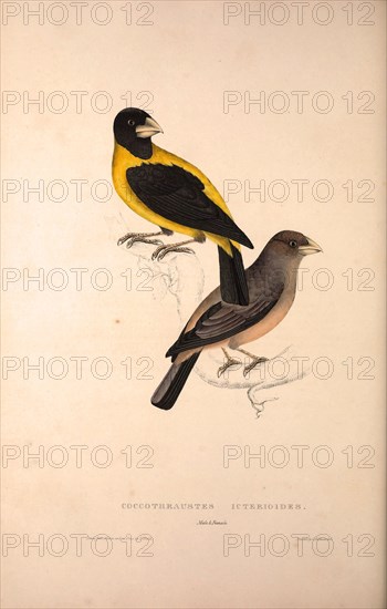 Coccothraustes Icterioides, black and yellow hawfinch. Birds from the Himalaya Mountains, engraving 1831 by Elizabeth Gould and John Gould. John Gould was working as a taxidermist,he was known as the 'bird-stuffer', by the Zoological Society. Gould's fascination with birds from the east began in the late 1820s when a collection of birds from the Himalayan mountains arrived at the Society's museum and Gould conceived the idea of publishing a volume of imperial folio sized hand-coloured lithographs of the eighty species, with figures of a hundred birds. Elizabeth Gould made the drawings and transferred them to the large lithographic stones. They are called Gould plates.