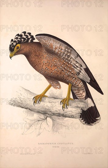 Haematornis Undulatus, Hawk. Birds from the Himalaya Mountains, engraving 1831 by Elizabeth Gould and John Gould. John Gould was working as a taxidermist,he was known as the 'bird-stuffer', by the Zoological Society. Gould's fascination with birds from the east began in the late 1820s when a collection of birds from the Himalayan mountains arrived at the Society's museum and Gould conceived the idea of publishing a volume of imperial folio sized hand-coloured lithographs of the eighty species, with figures of a hundred birds. Elizabeth Gould made the drawings and transferred them to the large lithographic stones. They are called Gould plates.