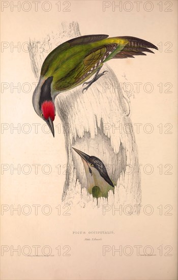 Picus Occipitalis. Birds from the Himalaya Mountains, engraving 1831 by Elizabeth Gould and John Gould. John Gould was working as a taxidermist,he was known as the 'bird-stuffer', by the Zoological Society. Gould's fascination with birds from the east began in the late 1820s when a collection of birds from the Himalayan mountains arrived at the Society's museum and Gould conceived the idea of publishing a volume of imperial folio sized hand-coloured lithographs of the eighty species, with figures of a hundred birds. Elizabeth Gould made the drawings and transferred them to the large lithographic stones. They are called Gould plates.