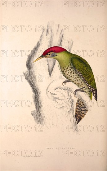 Picus Squamatus, Scaly-bellied Woodpecker. Birds from the Himalaya Mountains, engraving 1831 by Elizabeth Gould and John Gould. John Gould was working as a taxidermist,he was known as the 'bird-stuffer', by the Zoological Society. Gould's fascination with birds from the east began in the late 1820s when a collection of birds from the Himalayan mountains arrived at the Society's museum and Gould conceived the idea of publishing a volume of imperial folio sized hand-coloured lithographs of the eighty species, with figures of a hundred birds. Elizabeth Gould made the drawings and transferred them to the large lithographic stones. They are called Gould plates.