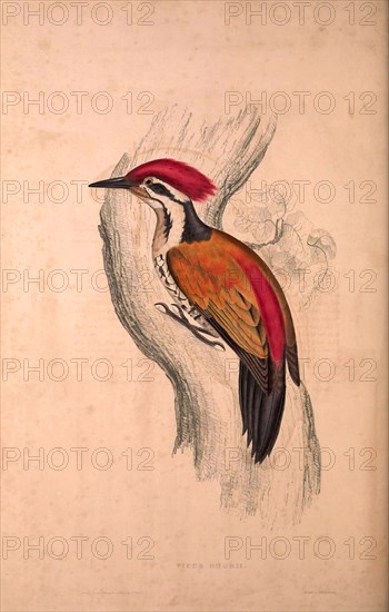 Picus Shorii, Dinopium shorii shorii, Himalayan Flameback, also known as the Himalayan Goldenback, is a species of bird in the Picidae family.. Birds from the Himalaya Mountains, engraving 1831 by Elizabeth Gould and John Gould. John Gould was working as a taxidermist,he was known as the 'bird-stuffer', by the Zoological Society. Gould's fascination with birds from the east began in the late 1820s when a collection of birds from the Himalayan mountains arrived at the Society's museum and Gould conceived the idea of publishing a volume of imperial folio sized hand-coloured lithographs of the eighty species, with figures of a hundred birds. Elizabeth Gould made the drawings and transferred them to the large lithographic stones. They are called Gould plates.