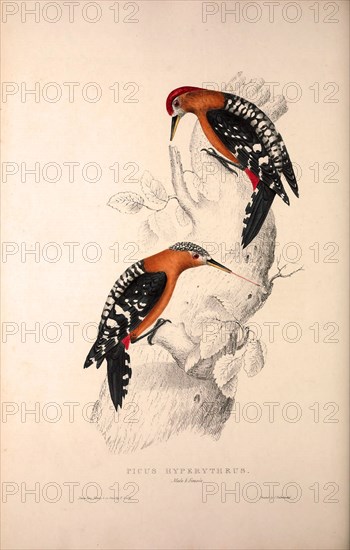 Picus Hyperythrus, Rufous-bellied Woodpecker. Birds from the Himalaya Mountains, engraving 1831 by Elizabeth Gould and John Gould. John Gould was working as a taxidermist,he was known as the 'bird-stuffer', by the Zoological Society. Gould's fascination with birds from the east began in the late 1820s when a collection of birds from the Himalayan mountains arrived at the Society's museum and Gould conceived the idea of publishing a volume of imperial folio sized hand-coloured lithographs of the eighty species, with figures of a hundred birds. Elizabeth Gould made the drawings and transferred them to the large lithographic stones. They are called Gould plates.