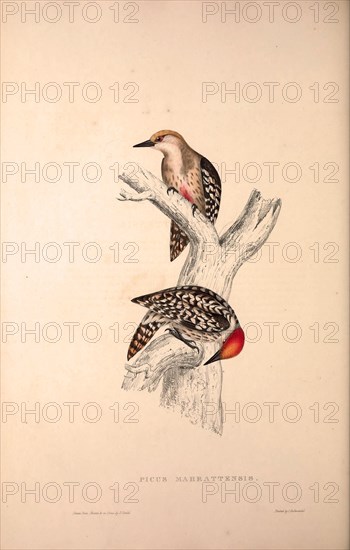 Picus Mahrattensis, Yellow-fronted Tied Woodpecker. Birds from the Himalaya Mountains, engraving 1831 by Elizabeth Gould and John Gould. John Gould was working as a taxidermist,he was known as the 'bird-stuffer', by the Zoological Society. Gould's fascination with birds from the east began in the late 1820s when a collection of birds from the Himalayan mountains arrived at the Society's museum and Gould conceived the idea of publishing a volume of imperial folio sized hand-coloured lithographs of the eighty species, with figures of a hundred birds. Elizabeth Gould made the drawings and transferred them to the large lithographic stones. They are called Gould plates.
