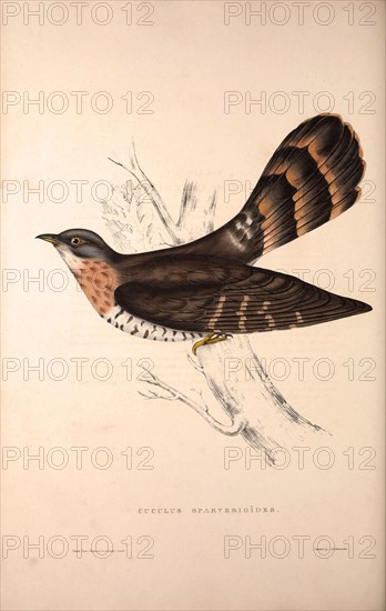 Cuculus Sparverioides, Large Hawk-Cuckoo,Hierococcyx sparverioides, is a species of cuckoo in the Cuculidae family.. Birds from the Himalaya Mountains, engraving 1831 by Elizabeth Gould and John Gould. John Gould was working as a taxidermist,he was known as the 'bird-stuffer', by the Zoological Society. Gould's fascination with birds from the east began in the late 1820s when a collection of birds from the Himalayan mountains arrived at the Society's museum and Gould conceived the idea of publishing a volume of imperial folio sized hand-coloured lithographs of the eighty species, with figures of a hundred birds. Elizabeth Gould made the drawings and transferred them to the large lithographic stones. They are called Gould plates.