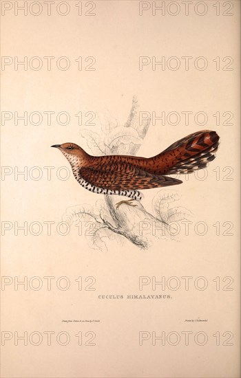 Cuculus Himalayanus, Himalayan Cuckoo. Birds from the Himalaya Mountains, engraving 1831 by Elizabeth Gould and John Gould. John Gould was working as a taxidermist,he was known as the 'bird-stuffer', by the Zoological Society. Gould's fascination with birds from the east began in the late 1820s when a collection of birds from the Himalayan mountains arrived at the Society's museum and Gould conceived the idea of publishing a volume of imperial folio sized hand-coloured lithographs of the eighty species, with figures of a hundred birds. Elizabeth Gould made the drawings and transferred them to the large lithographic stones. They are called Gould plates.
