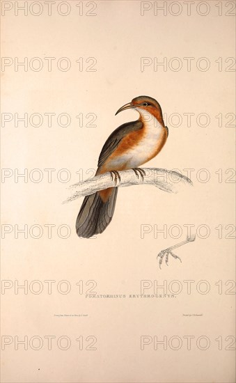 Pomatorhinus Erythrogenys, Rusty-cheeked Scimitar Babbler. a species of bird in the Timaliidae family. It is found in Bangladesh, Bhutan, China, India, Myanmar, Nepal, Pakistan, Taiwan, and Thailand. . Birds from the Himalaya Mountains, engraving 1831 by Elizabeth Gould and John Gould. John Gould was working as a taxidermist,he was known as the 'bird-stuffer', by the Zoological Society. Gould's fascination with birds from the east began in the late 1820s when a collection of birds from the Himalayan mountains arrived at the Society's museum and Gould conceived the idea of publishing a volume of imperial folio sized hand-coloured lithographs of the eighty species, with figures of a hundred birds. Elizabeth Gould made the drawings and transferred them to the large lithographic stones. They are called Gould plates.