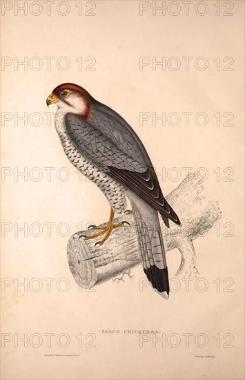 Falco Chicquera, Red-necked Falcon or Red-headed Merlin. Birds from the Himalaya Mountains, engraving 1831 by Elizabeth Gould and John Gould. John Gould was working as a taxidermist,he was known as the 'bird-stuffer', by the Zoological Society. Gould's fascination with birds from the east began in the late 1820s when a collection of birds from the Himalayan mountains arrived at the Society's museum and Gould conceived the idea of publishing a volume of imperial folio sized hand-coloured lithographs of the eighty species, with figures of a hundred birds. Elizabeth Gould made the drawings and transferred them to the large lithographic stones. They are called Gould plates.