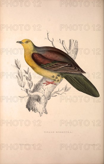 Vinago Sphenura, Wedge-tailed Green-Pigeon. Birds from the Himalaya Mountains, engraving 1831 by Elizabeth Gould and John Gould. John Gould was working as a taxidermist,he was known as the 'bird-stuffer', by the Zoological Society. Gould's fascination with birds from the east began in the late 1820s when a collection of birds from the Himalayan mountains arrived at the Society's museum and Gould conceived the idea of publishing a volume of imperial folio sized hand-coloured lithographs of the eighty species, with figures of a hundred birds. Elizabeth Gould made the drawings and transferred them to the large lithographic stones. They are called Gould plates.