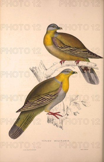 Vinago Militaris. Birds from the Himalaya Mountains, engraving 1831 by Elizabeth Gould and John Gould. John Gould was working as a taxidermist,he was known as the 'bird-stuffer', by the Zoological Society. Gould's fascination with birds from the east began in the late 1820s when a collection of birds from the Himalayan mountains arrived at the Society's museum and Gould conceived the idea of publishing a volume of imperial folio sized hand-coloured lithographs of the eighty species, with figures of a hundred birds. Elizabeth Gould made the drawings and transferred them to the large lithographic stones. They are called Gould plates.