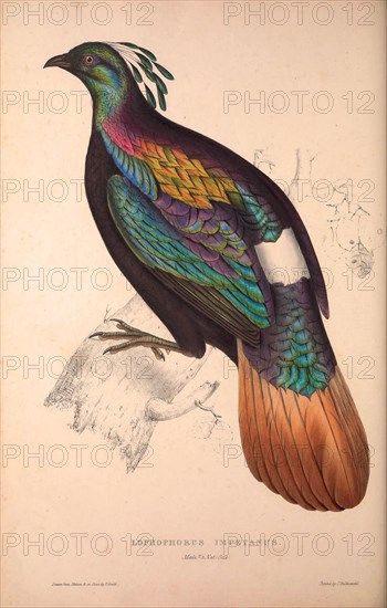 Lophophorus Impeyanus (male), Himalayan Monal Pheasant. Birds from the Himalaya Mountains, engraving 1831 by Elizabeth Gould and John Gould. John Gould was working as a taxidermist,he was known as the 'bird-stuffer', by the Zoological Society. Gould's fascination with birds from the east began in the late 1820s when a collection of birds from the Himalayan mountains arrived at the Society's museum and Gould conceived the idea of publishing a volume of imperial folio sized hand-coloured lithographs of the eighty species, with figures of a hundred birds. Elizabeth Gould made the drawings and transferred them to the large lithographic stones. They are called Gould plates.