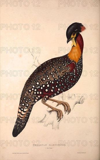 Tragopan Hastingsii (male). Birds from the Himalaya Mountains, engraving 1831 by Elizabeth Gould and John Gould. John Gould was working as a taxidermist,he was known as the 'bird-stuffer', by the Zoological Society. Gould's fascination with birds from the east began in the late 1820s when a collection of birds from the Himalayan mountains arrived at the Society's museum and Gould conceived the idea of publishing a volume of imperial folio sized hand-coloured lithographs of the eighty species, with figures of a hundred birds. Elizabeth Gould made the drawings and transferred them to the large lithographic stones. They are called Gould plates.