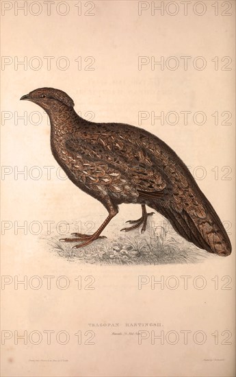 Tragopan Hastingsii (female). Birds from the Himalaya Mountains, engraving 1831 by Elizabeth Gould and John Gould. John Gould was working as a taxidermist,he was known as the 'bird-stuffer', by the Zoological Society. Gould's fascination with birds from the east began in the late 1820s when a collection of birds from the Himalayan mountains arrived at the Society's museum and Gould conceived the idea of publishing a volume of imperial folio sized hand-coloured lithographs of the eighty species, with figures of a hundred birds. Elizabeth Gould made the drawings and transferred them to the large lithographic stones. They are called Gould plates.