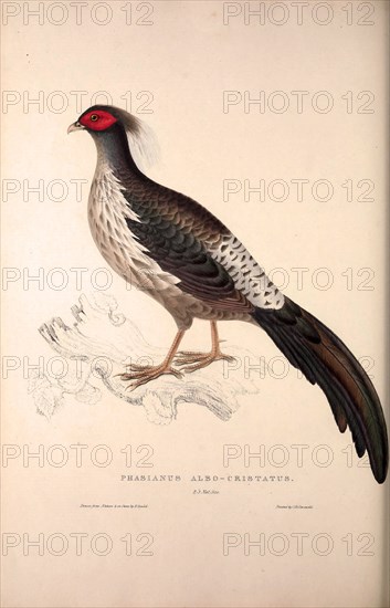 Phasianus Albo-Cristatus, Pheasant. Birds from the Himalaya Mountains, engraving 1831 by Elizabeth Gould and John Gould. John Gould was working as a taxidermist,he was known as the 'bird-stuffer', by the Zoological Society. Gould's fascination with birds from the east began in the late 1820s when a collection of birds from the Himalayan mountains arrived at the Society's museum and Gould conceived the idea of publishing a volume of imperial folio sized hand-coloured lithographs of the eighty species, with figures of a hundred birds. Elizabeth Gould made the drawings and transferred them to the large lithographic stones. They are called Gould plates.