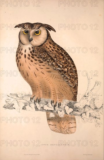 Otus Bengalensis, Owls. Birds from the Himalaya Mountains, engraving 1831 by Elizabeth Gould and John Gould. John Gould was working as a taxidermist,he was known as the 'bird-stuffer', by the Zoological Society. Gould's fascination with birds from the east began in the late 1820s when a collection of birds from the Himalayan mountains arrived at the Society's museum and Gould conceived the idea of publishing a volume of imperial folio sized hand-coloured lithographs of the eighty species, with figures of a hundred birds. Elizabeth Gould made the drawings and transferred them to the large lithographic stones. They are called Gould plates.