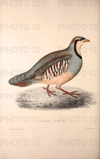 Perdix Chukar, Chukar Partridge. Eurasian upland gamebird in the pheasant family Phasianidae.. Birds from the Himalaya Mountains, engraving 1831 by Elizabeth Gould and John Gould. John Gould was working as a taxidermist,he was known as the 'bird-stuffer', by the Zoological Society. Gould's fascination with birds from the east began in the late 1820s when a collection of birds from the Himalayan mountains arrived at the Society's museum and Gould conceived the idea of publishing a volume of imperial folio sized hand-coloured lithographs of the eighty species, with figures of a hundred birds. Elizabeth Gould made the drawings and transferred them to the large lithographic stones. They are called Gould plates.
