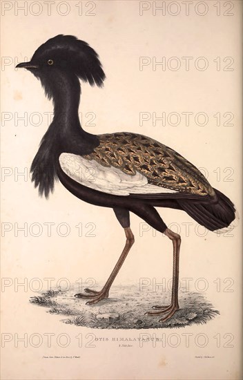 Otis Himalayanus or Delicious Bustard, Otis deliciosa. Birds from the Himalaya Mountains, engraving 1831 by Elizabeth Gould and John Gould. John Gould was working as a taxidermist,he was known as the 'bird-stuffer', by the Zoological Society. Gould's fascination with birds from the east began in the late 1820s when a collection of birds from the Himalayan mountains arrived at the Society's museum and Gould conceived the idea of publishing a volume of imperial folio sized hand-coloured lithographs of the eighty species, with figures of a hundred birds. Elizabeth Gould made the drawings and transferred them to the large lithographic stones. They are called Gould plates.