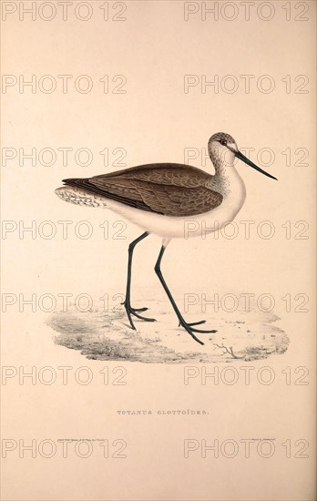 Totanus Glottoides, Common Greenshank. A wader in the large family Scolopacidae, the typical waders.. Birds from the Himalaya Mountains, engraving 1831 by Elizabeth Gould and John Gould. John Gould was working as a taxidermist,he was known as the 'bird-stuffer', by the Zoological Society. Gould's fascination with birds from the east began in the late 1820s when a collection of birds from the Himalayan mountains arrived at the Society's museum and Gould conceived the idea of publishing a volume of imperial folio sized hand-coloured lithographs of the eighty species, with figures of a hundred birds. Elizabeth Gould made the drawings and transferred them to the large lithographic stones. They are called Gould plates.