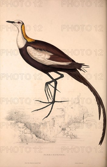 Parra Sinensis, Pheasant-Tailed Jacana.A jacana in the monotypic genus Hydrophasianus. Jacanas are a group of waders in the family Jacanidae. Birds from the Himalaya Mountains, engraving 1831 by Elizabeth Gould and John Gould. John Gould was working as a taxidermist,he was known as the 'bird-stuffer', by the Zoological Society. Gould's fascination with birds from the east began in the late 1820s when a collection of birds from the Himalayan mountains arrived at the Society's museum and Gould conceived the idea of publishing a volume of imperial folio sized hand-coloured lithographs of the eighty species, with figures of a hundred birds. Elizabeth Gould made the drawings and transferred them to the large lithographic stones. They are called Gould plates.