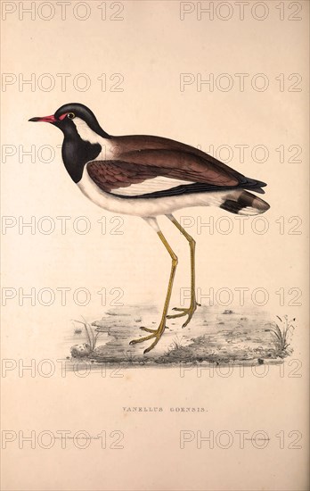 Vanellus Goensis, Plover or Northern Lapwing. Birds from the Himalaya Mountains, engraving 1831 by Elizabeth Gould and John Gould. John Gould was working as a taxidermist,he was known as the 'bird-stuffer', by the Zoological Society. Gould's fascination with birds from the east began in the late 1820s when a collection of birds from the Himalayan mountains arrived at the Society's museum and Gould conceived the idea of publishing a volume of imperial folio sized hand-coloured lithographs of the eighty species, with figures of a hundred birds. Elizabeth Gould made the drawings and transferred them to the large lithographic stones. They are called Gould plates.