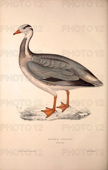 Anser Indica, Bar-headed Goose. Birds from the Himalaya Mountains, engraving 1831 by Elizabeth Gould and John Gould. John Gould was working as a taxidermist,he was known as the 'bird-stuffer', by the Zoological Society. Gould's fascination with birds from the east began in the late 1820s when a collection of birds from the Himalayan mountains arrived at the Society's museum and Gould conceived the idea of publishing a volume of imperial folio sized hand-coloured lithographs of the eighty species, with figures of a hundred birds. Elizabeth Gould made the drawings and transferred them to the large lithographic stones. They are called Gould plates.