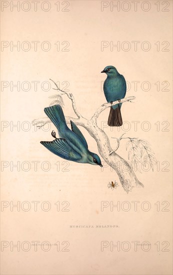 Muscicapa Melanops. Birds from the Himalaya Mountains, engraving 1831 by Elizabeth Gould and John Gould. John Gould was working as a taxidermist,he was known as the 'bird-stuffer', by the Zoological Society. Gould's fascination with birds from the east began in the late 1820s when a collection of birds from the Himalayan mountains arrived at the Society's museum and Gould conceived the idea of publishing a volume of imperial folio sized hand-coloured lithographs of the eighty species, with figures of a hundred birds. Elizabeth Gould made the drawings and transferred them to the large lithographic stones. They are called Gould plates.