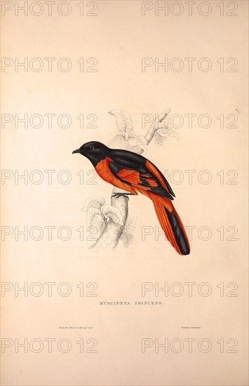 Muscipeta Princeps. Birds from the Himalaya Mountains, engraving 1831 by Elizabeth Gould and John Gould. John Gould was working as a taxidermist,he was known as the 'bird-stuffer', by the Zoological Society. Gould's fascination with birds from the east began in the late 1820s when a collection of birds from the Himalayan mountains arrived at the Society's museum and Gould conceived the idea of publishing a volume of imperial folio sized hand-coloured lithographs of the eighty species, with figures of a hundred birds. Elizabeth Gould made the drawings and transferred them to the large lithographic stones. They are called Gould plates.