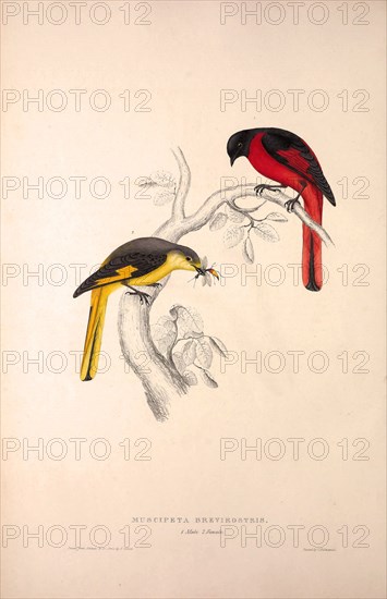 Muscipeta Brevirostris. Birds from the Himalaya Mountains, engraving 1831 by Elizabeth Gould and John Gould. John Gould was working as a taxidermist,he was known as the 'bird-stuffer', by the Zoological Society. Gould's fascination with birds from the east began in the late 1820s when a collection of birds from the Himalayan mountains arrived at the Society's museum and Gould conceived the idea of publishing a volume of imperial folio sized hand-coloured lithographs of the eighty species, with figures of a hundred birds. Elizabeth Gould made the drawings and transferred them to the large lithographic stones. They are called Gould plates.