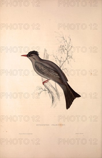 Hypsipetes Psaroides, Black Bulbul. Birds from the Himalaya Mountains, engraving 1831 by Elizabeth Gould and John Gould. John Gould was working as a taxidermist,he was known as the 'bird-stuffer', by the Zoological Society. Gould's fascination with birds from the east began in the late 1820s when a collection of birds from the Himalayan mountains arrived at the Society's museum and Gould conceived the idea of publishing a volume of imperial folio sized hand-coloured lithographs of the eighty species, with figures of a hundred birds. Elizabeth Gould made the drawings and transferred them to the large lithographic stones. They are called Gould plates.