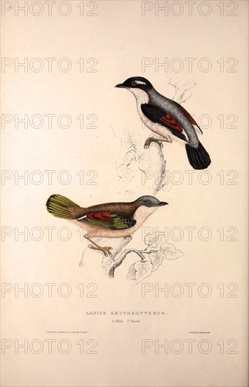 Lanius Erythropterus, Himalayan Shrike-babbler. Birds from the Himalaya Mountains, engraving 1831 by Elizabeth Gould and John Gould. John Gould was working as a taxidermist,he was known as the 'bird-stuffer', by the Zoological Society. Gould's fascination with birds from the east began in the late 1820s when a collection of birds from the Himalayan mountains arrived at the Society's museum and Gould conceived the idea of publishing a volume of imperial folio sized hand-coloured lithographs of the eighty species, with figures of a hundred birds. Elizabeth Gould made the drawings and transferred them to the large lithographic stones. They are called Gould plates.
