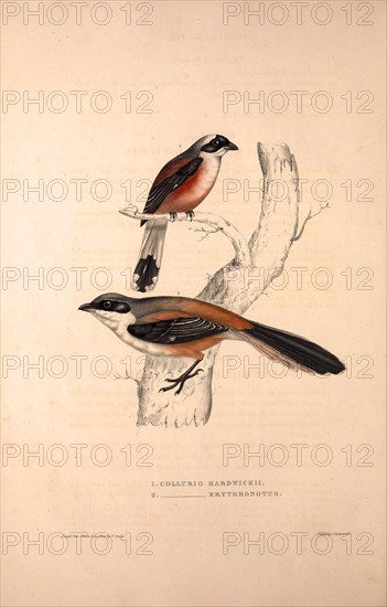 Collurio Hardwickii, Collurio Erythronotus. Birds from the Himalaya Mountains, engraving 1831 by Elizabeth Gould and John Gould. John Gould was working as a taxidermist,he was known as the 'bird-stuffer', by the Zoological Society. Gould's fascination with birds from the east began in the late 1820s when a collection of birds from the Himalayan mountains arrived at the Society's museum and Gould conceived the idea of publishing a volume of imperial folio sized hand-coloured lithographs of the eighty species, with figures of a hundred birds. Elizabeth Gould made the drawings and transferred them to the large lithographic stones. They are called Gould plates.
