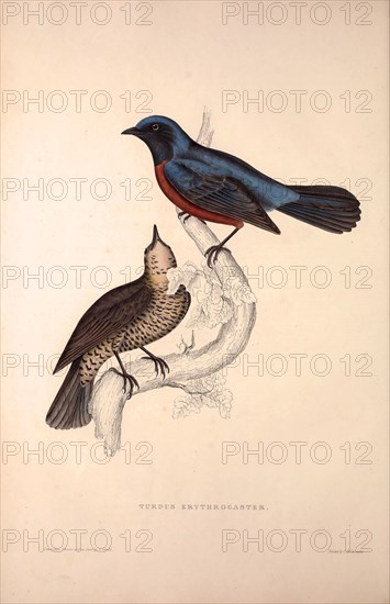 Turdus Erythrogaster. Birds from the Himalaya Mountains, engraving 1831 by Elizabeth Gould and John Gould. John Gould was working as a taxidermist,he was known as the 'bird-stuffer', by the Zoological Society. Gould's fascination with birds from the east began in the late 1820s when a collection of birds from the Himalayan mountains arrived at the Society's museum and Gould conceived the idea of publishing a volume of imperial folio sized hand-coloured lithographs of the eighty species, with figures of a hundred birds. Elizabeth Gould made the drawings and transferred them to the large lithographic stones. They are called Gould plates.