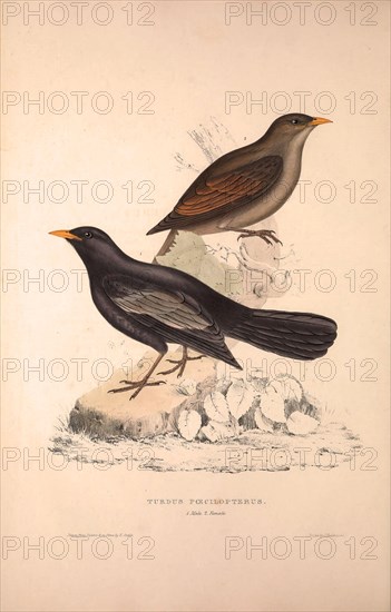 Turdus Poecilopterus, Aztec Thrush. Birds from the Himalaya Mountains, engraving 1831 by Elizabeth Gould and John Gould. John Gould was working as a taxidermist,he was known as the 'bird-stuffer', by the Zoological Society. Gould's fascination with birds from the east began in the late 1820s when a collection of birds from the Himalayan mountains arrived at the Society's museum and Gould conceived the idea of publishing a volume of imperial folio sized hand-coloured lithographs of the eighty species, with figures of a hundred birds. Elizabeth Gould made the drawings and transferred them to the large lithographic stones. They are called Gould plates.