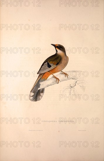 Cinclosoma Variegatum. Birds from the Himalaya Mountains, engraving 1831 by Elizabeth Gould and John Gould. John Gould was working as a taxidermist,he was known as the 'bird-stuffer', by the Zoological Society. Gould's fascination with birds from the east began in the late 1820s when a collection of birds from the Himalayan mountains arrived at the Society's museum and Gould conceived the idea of publishing a volume of imperial folio sized hand-coloured lithographs of the eighty species, with figures of a hundred birds. Elizabeth Gould made the drawings and transferred them to the large lithographic stones. They are called Gould plates.