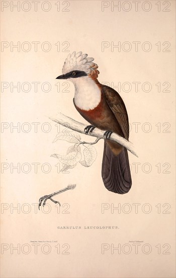 Garrulus Leucolophus, White-crested Laughingthrush. Birds from the Himalaya Mountains, engraving 1831 by Elizabeth Gould and John Gould. John Gould was working as a taxidermist,he was known as the 'bird-stuffer', by the Zoological Society. Gould's fascination with birds from the east began in the late 1820s when a collection of birds from the Himalayan mountains arrived at the Society's museum and Gould conceived the idea of publishing a volume of imperial folio sized hand-coloured lithographs of the eighty species, with figures of a hundred birds. Elizabeth Gould made the drawings and transferred them to the large lithographic stones. They are called Gould plates.