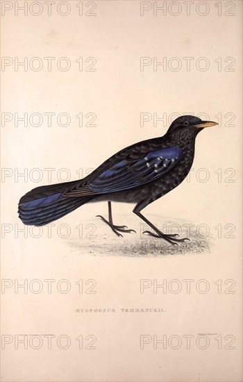 Myophonus Temmenckii. Birds from the Himalaya Mountains, engraving 1831 by Elizabeth Gould and John Gould. John Gould was working as a taxidermist,he was known as the 'bird-stuffer', by the Zoological Society. Gould's fascination with birds from the east began in the late 1820s when a collection of birds from the Himalayan mountains arrived at the Society's museum and Gould conceived the idea of publishing a volume of imperial folio sized hand-coloured lithographs of the eighty species, with figures of a hundred birds. Elizabeth Gould made the drawings and transferred them to the large lithographic stones. They are called Gould plates.