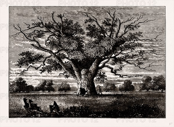 FAIRLOP OAK, 1800, UK, engraving 1881 - 1884
