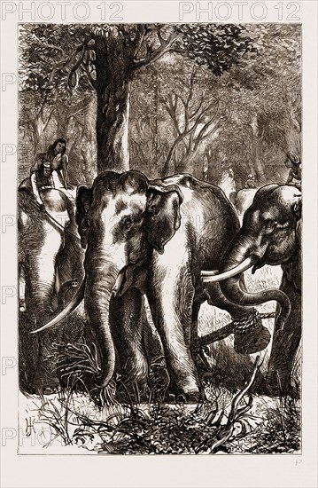 THE PRINCE OF WALES HUNTING IN THE TERAI: THE CAPTIVE MONARCH, 1876