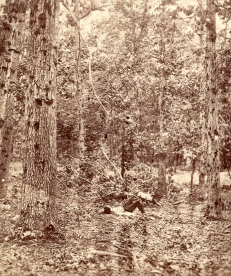 Wounded trees at Gettysburg, US, USA, America, Vintage photography