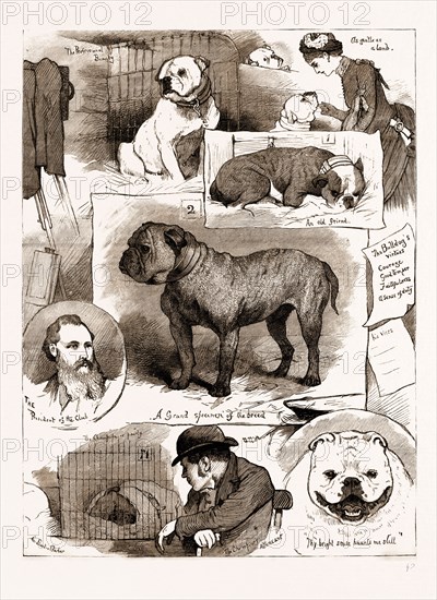 NOTES AT THE BULLDOG CLUB SHOW, 1883