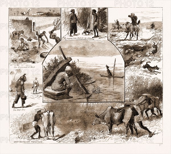 SOME INDIAN SPORTING NOTES, 1883; The bait ready, Quail Snaring with Trained Cattle, Jackal Hunting, Washerman at Work
