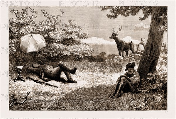STAG-DRIVING IN MAURITIUS: A LOST OPPORTUNITY, 1883