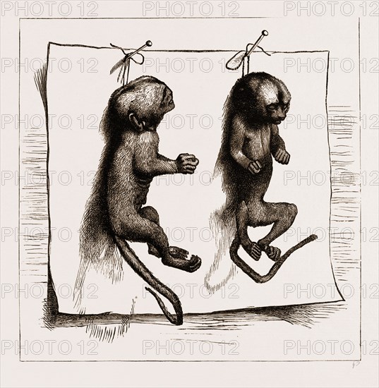 TWO YOUNG MARMOZETS, THE FIRST EVER BRED IN EUROPE, 1883