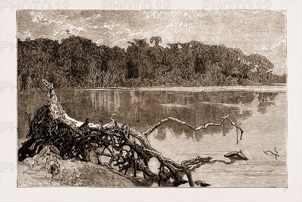 Forest Scenery on Upper Congo, Africa, 1883