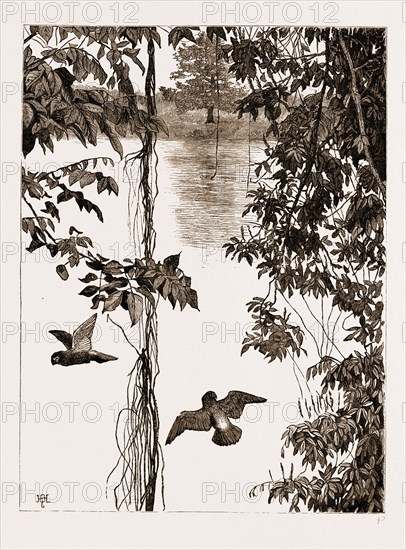 PHILODENDRON ROOTS AND CREEPER ON THE RIVER QUANZA, AFRICA, 1883