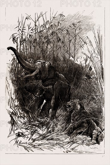 THE INDIAN SECTION OF THE COLONIAL AND INDIAN EXHIBITION, 1886: THE TROPHY OF KOOCH BEHAR: FIGHT BETWEEN AN ELEPHANT AND A TIGER